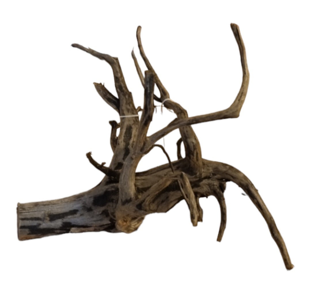 Black Root M Wurzel428