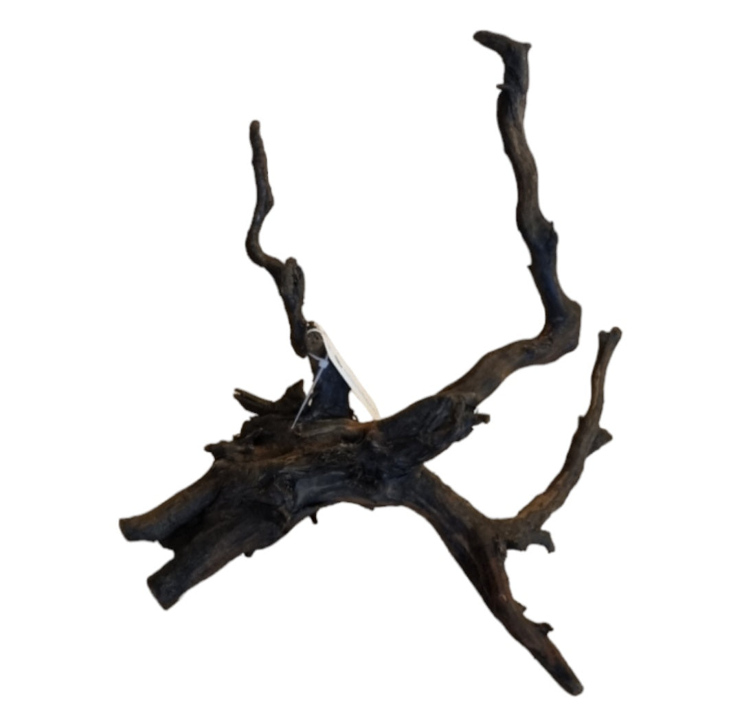 Black Root M Wurzel429