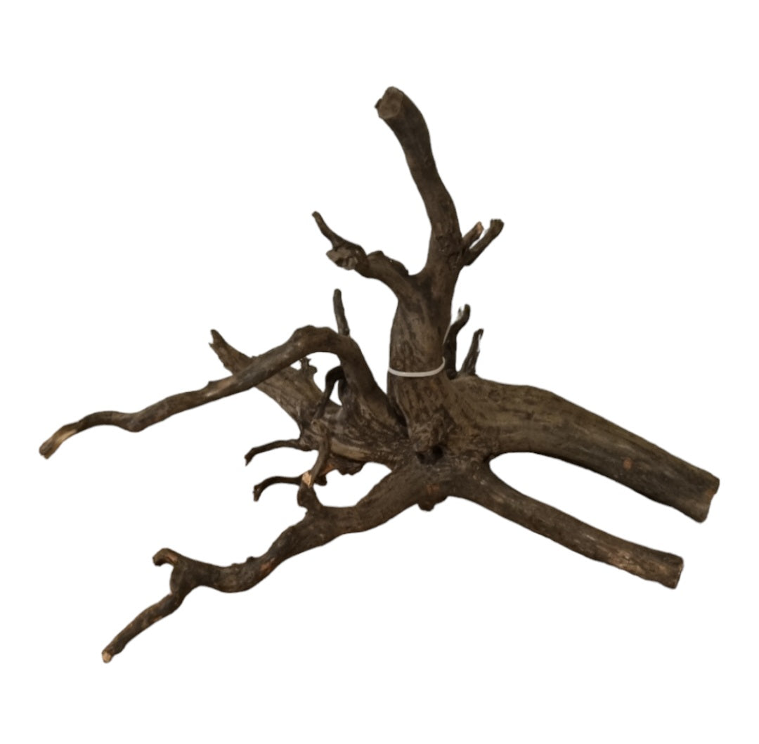 Black Root L Wurzel286