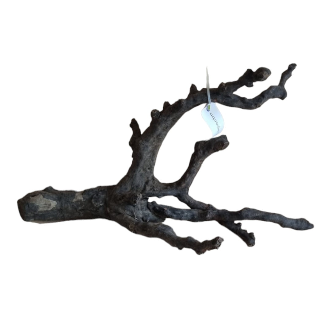 Black Root M Wurzel279