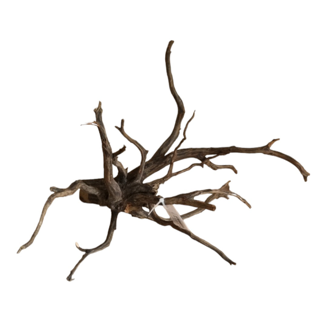 Black Root M Wurzel277