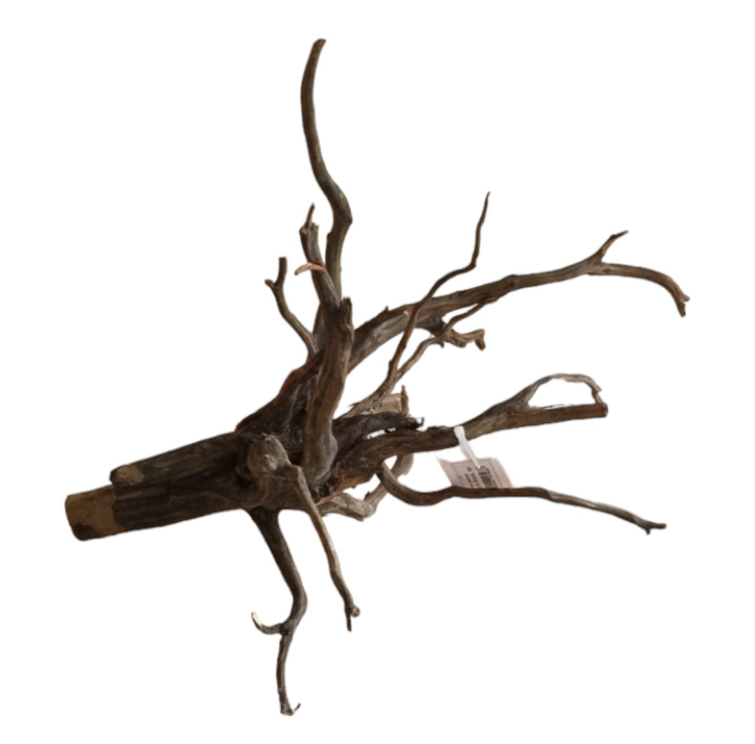 Black Root M Wurzel277