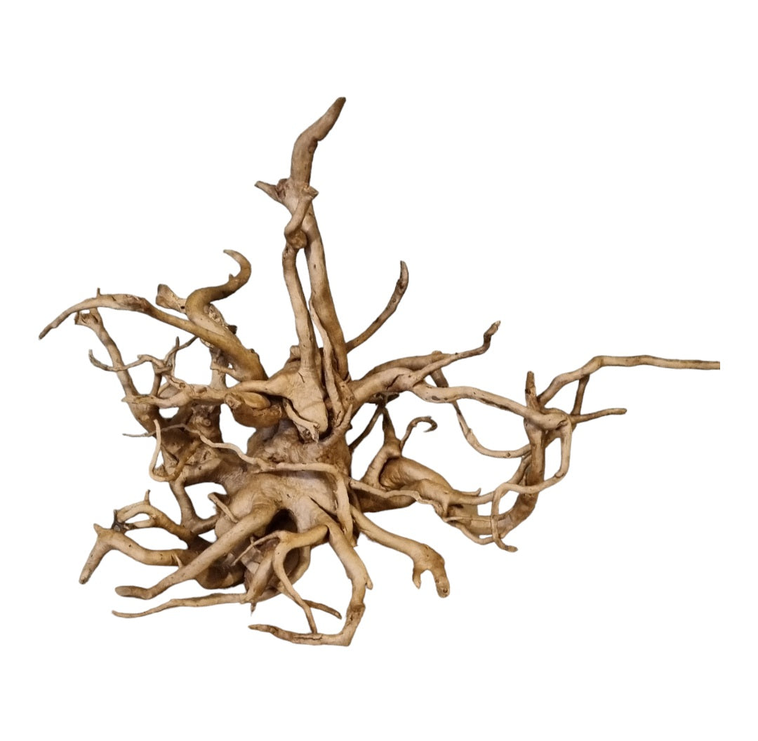 Rote Moorwurzel / Fingerwurzel Größe XXL Nr.178