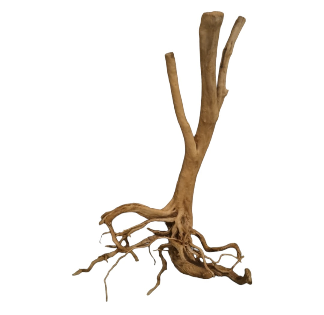 Rainforest Wood Stump Nr.471