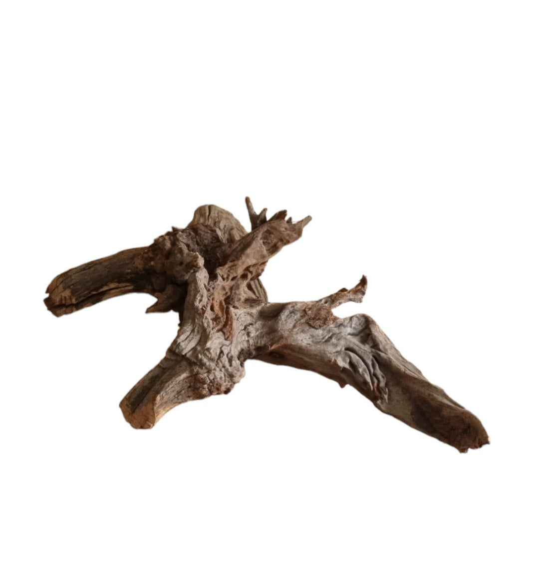 Coral Sinker Wood Nr.556