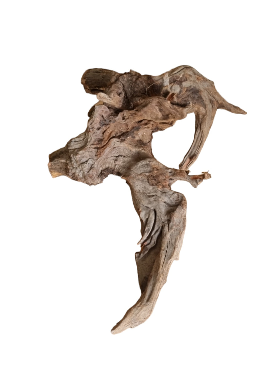 Coral Sinker Wood Nr.556