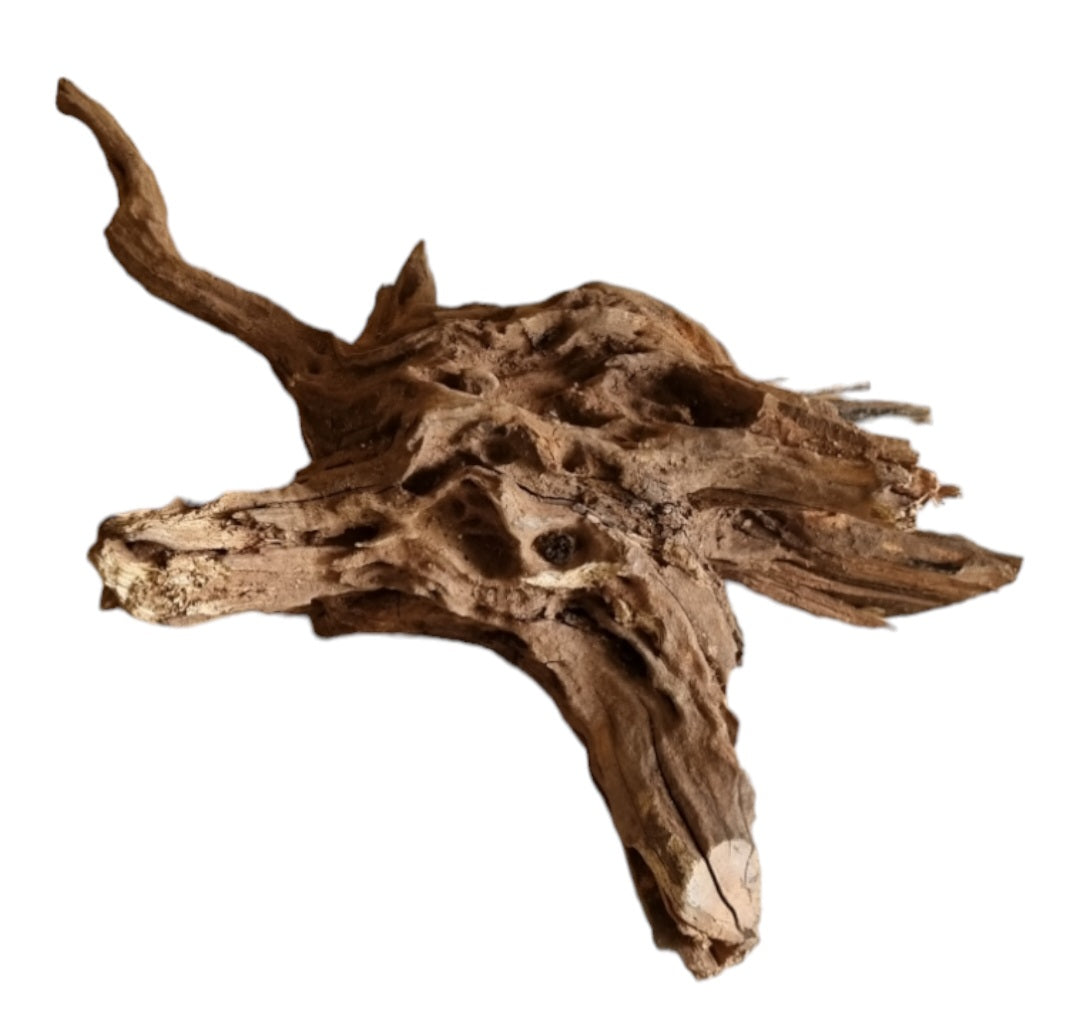 Coral Sinker Wood Nr.563