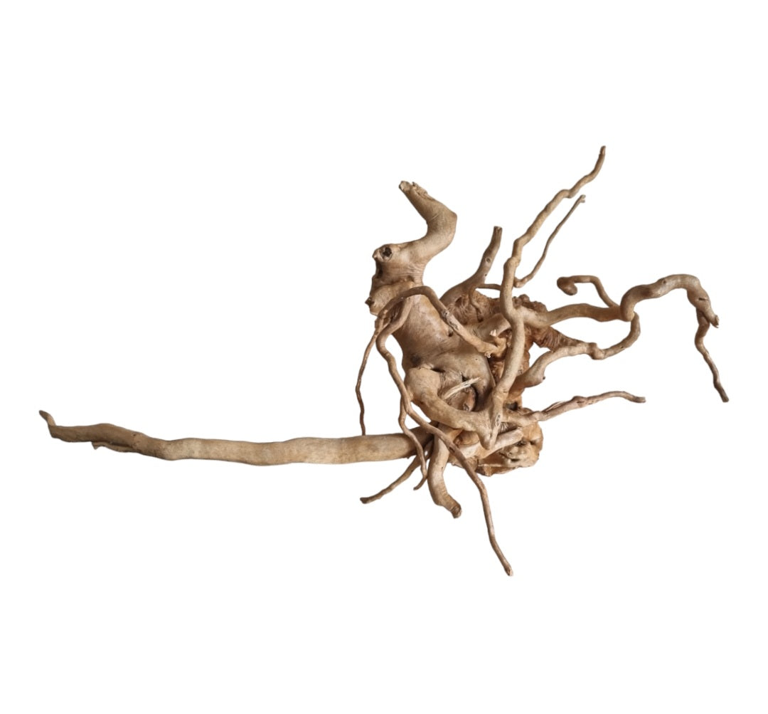 Rote Moorwurzel / Fingerwurzel Größe XL Nr.573