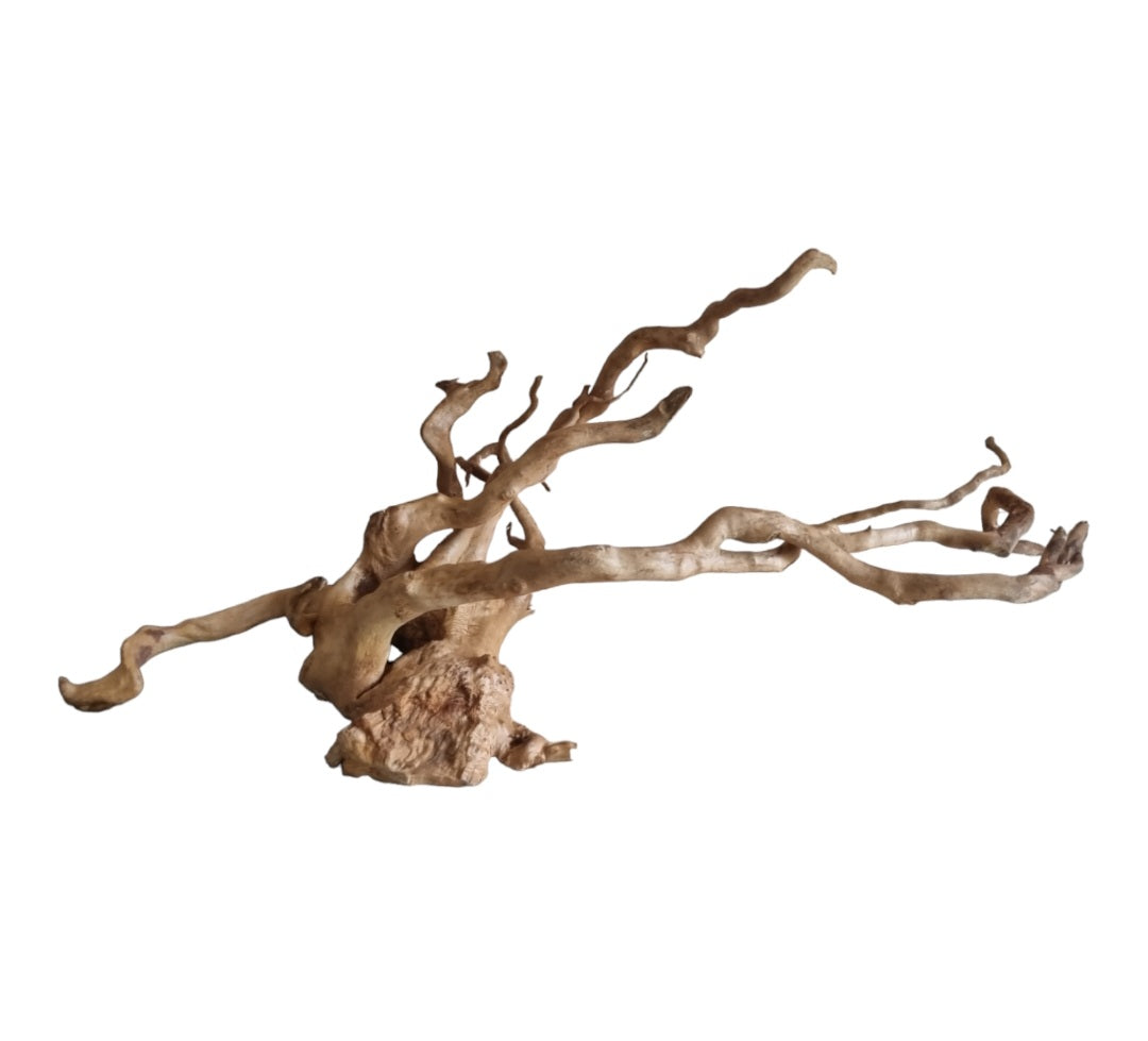 Rote Moorwurzel / Fingerwurzel Größe XL Nr.575