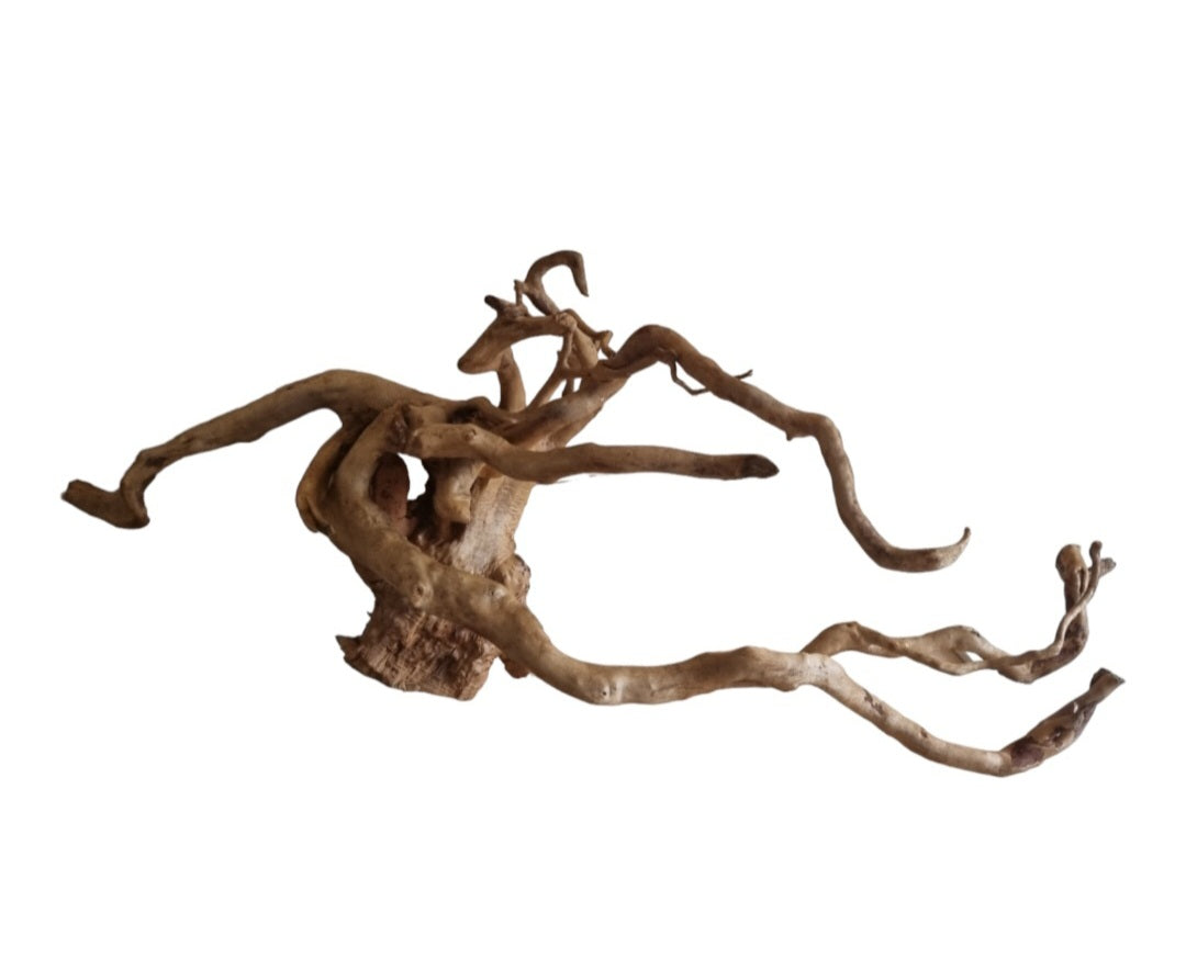 Rote Moorwurzel / Fingerwurzel Größe XL Nr.575