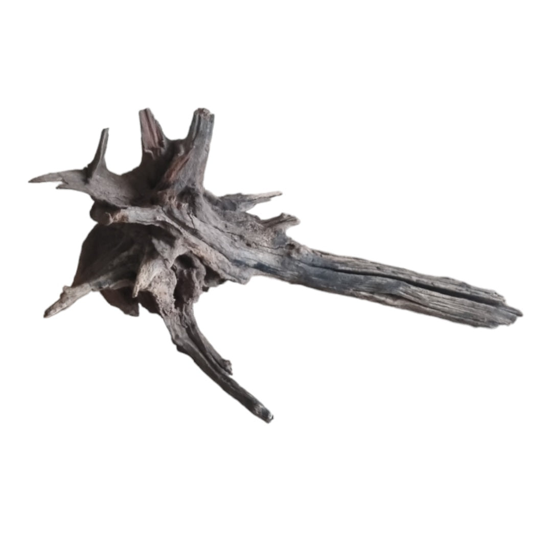 Coral Sinker Wood Nr.607