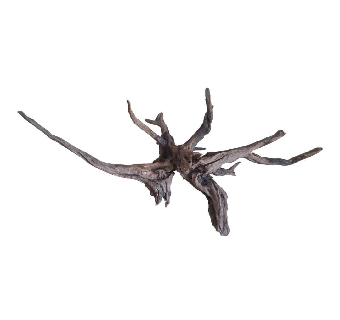 Coral Sinker Wood Nr.622