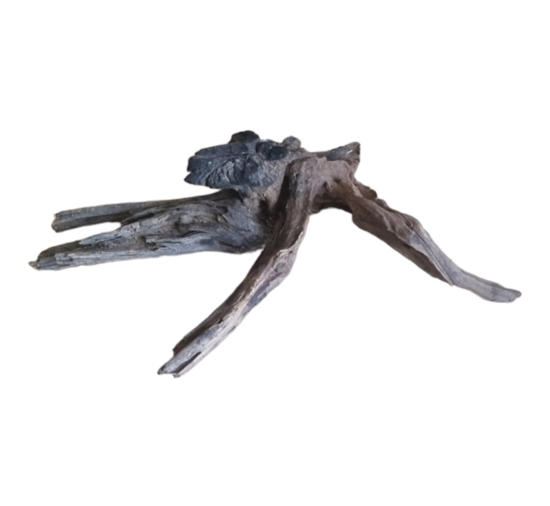 Coral Sinker Wood Nr.631