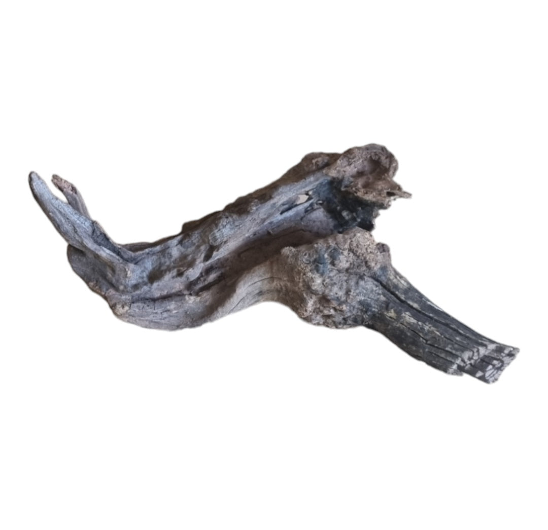 Coral Sinker Wood Nr.633