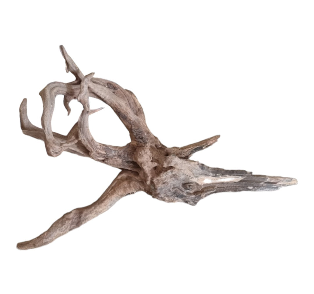 Coral Sinker Wood Nr.646
