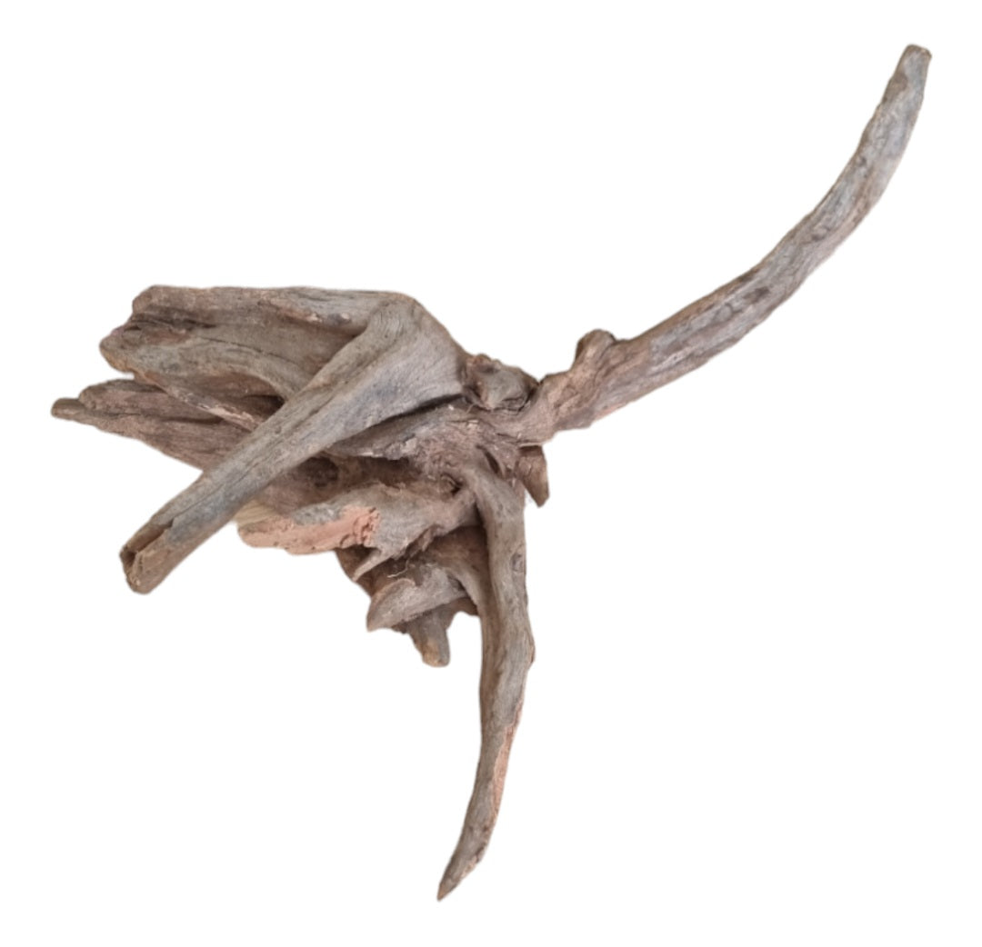 Coral Sinker Wood Nr.648