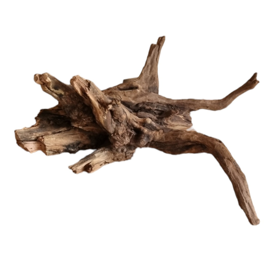 Coral Sinker Wood Nr.653