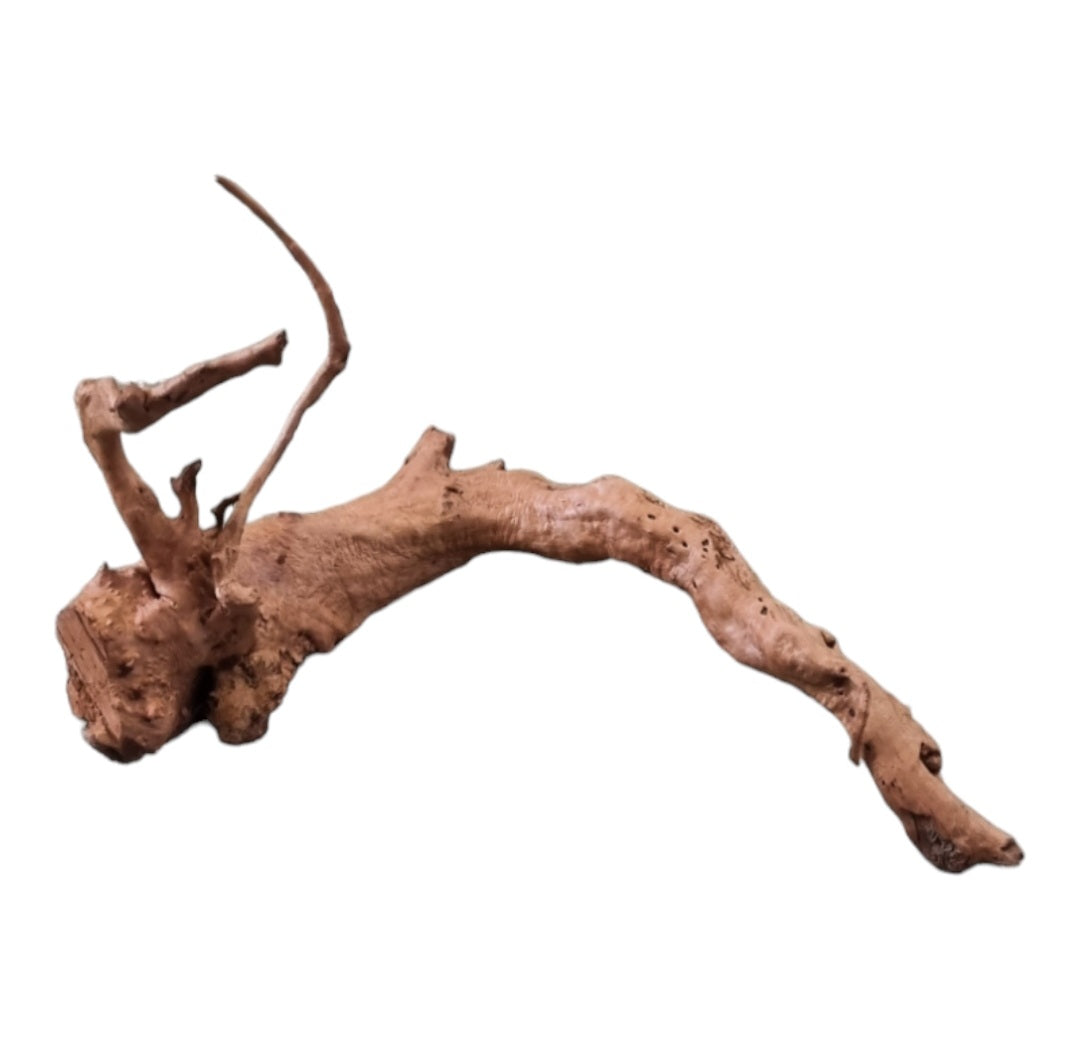 Rote Moorwurzel / Fingerwurzel Größe XL Nr.597