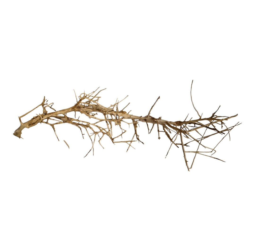 Small tree branches Nr.656