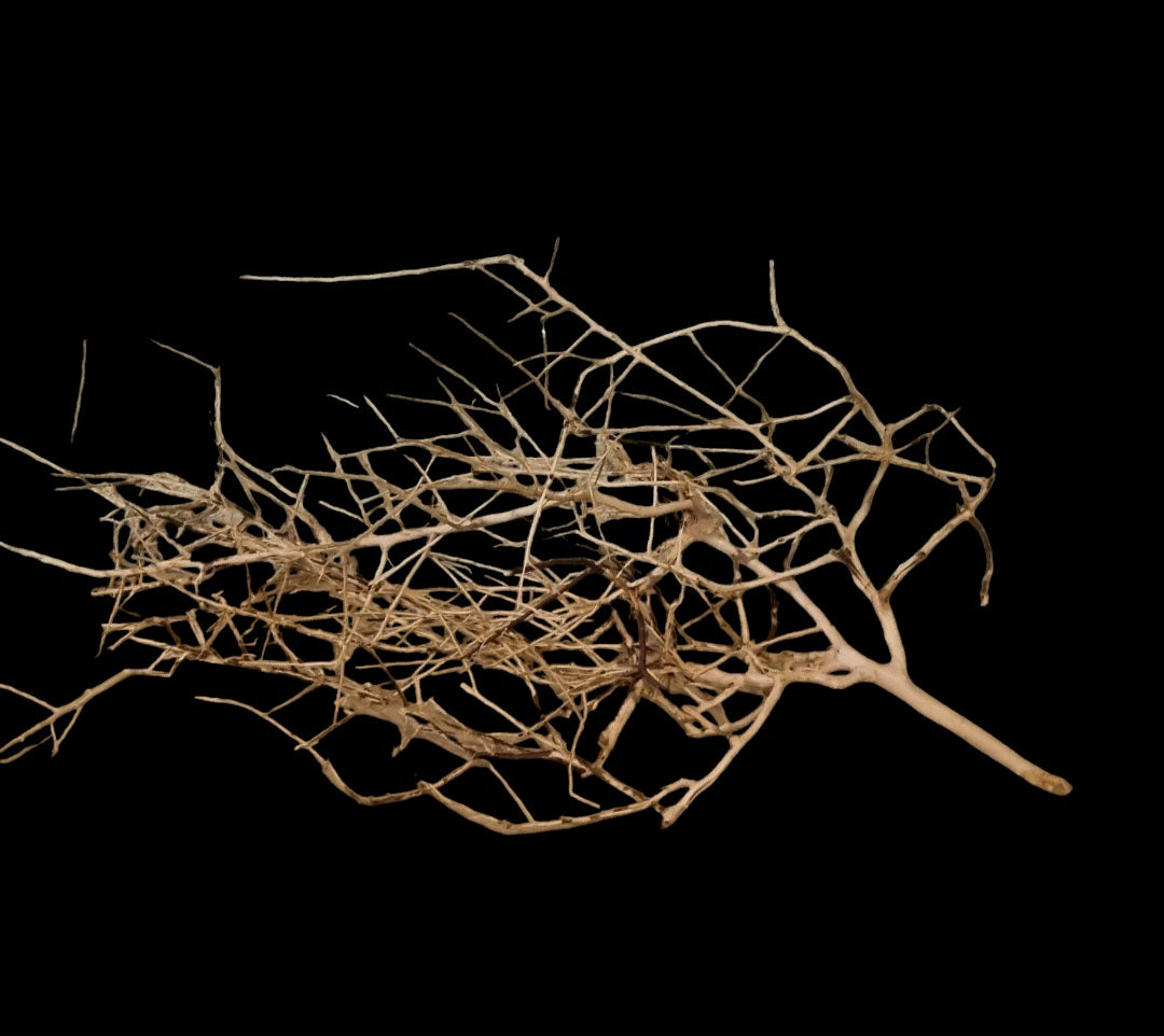 Small tree branches Nr.659