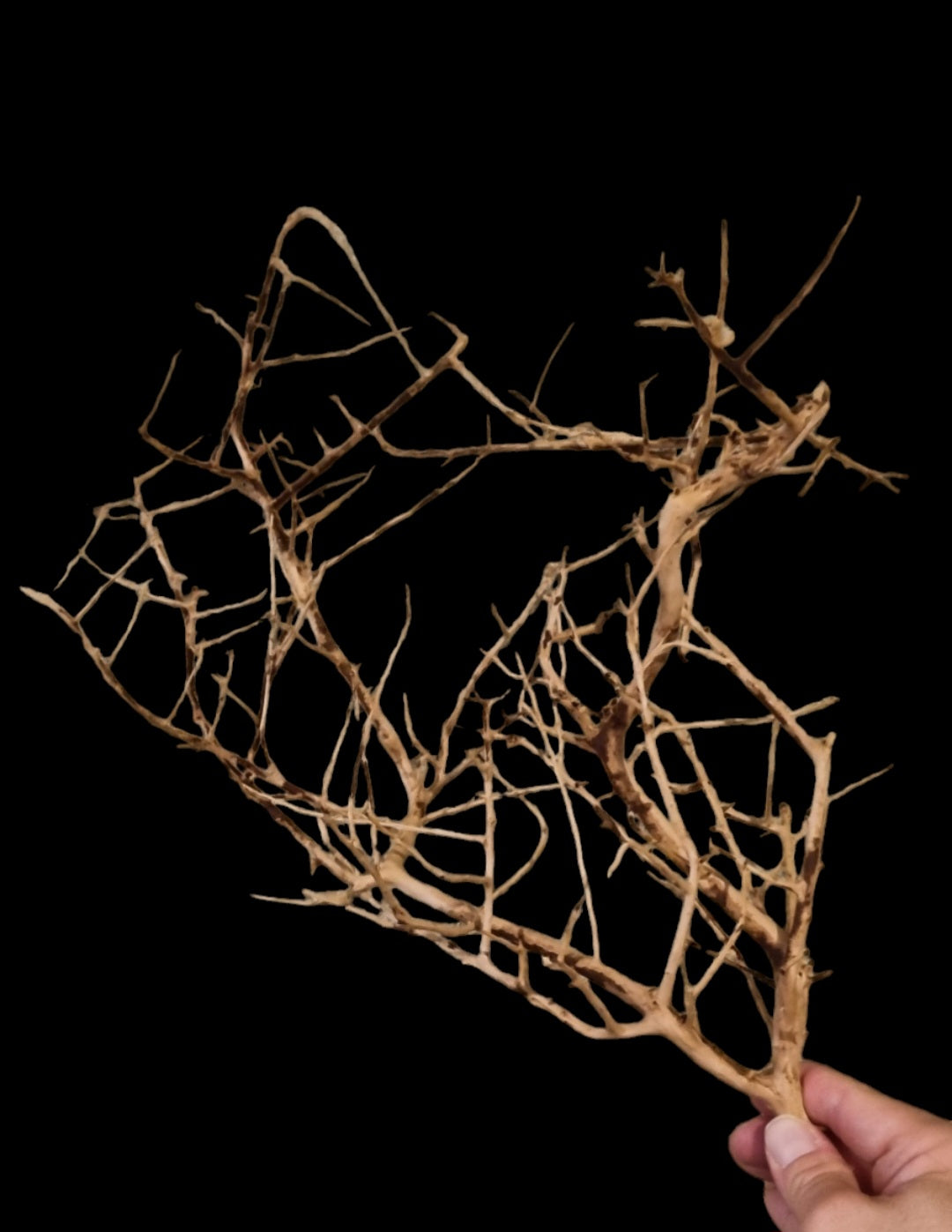 Small tree branches Nr.660