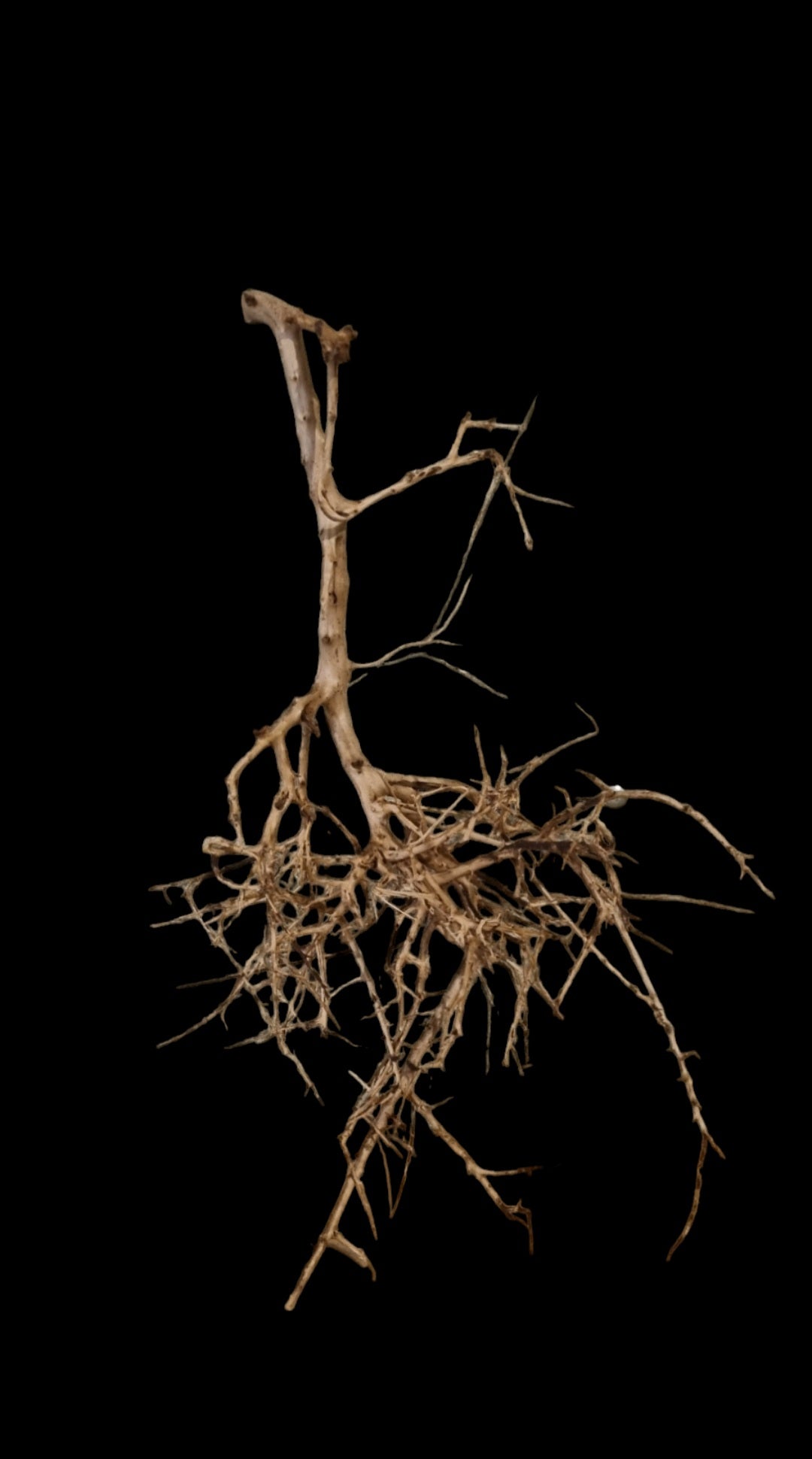 Small tree branches Nr.662