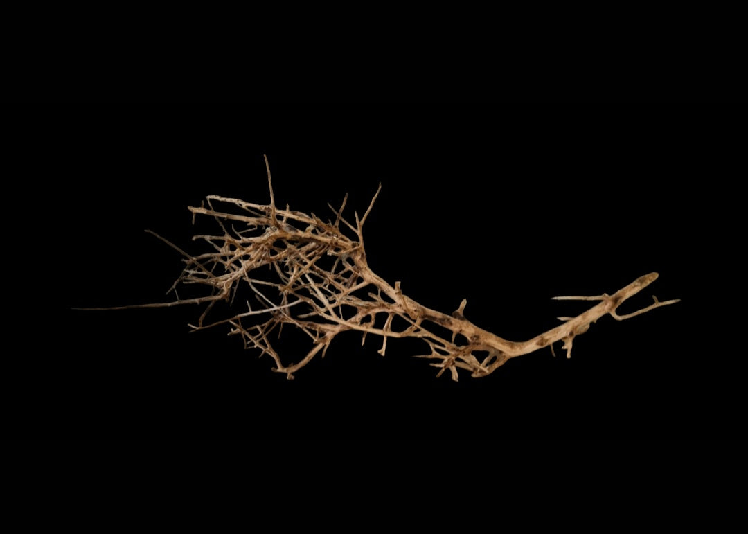 Small tree branches Nr.665