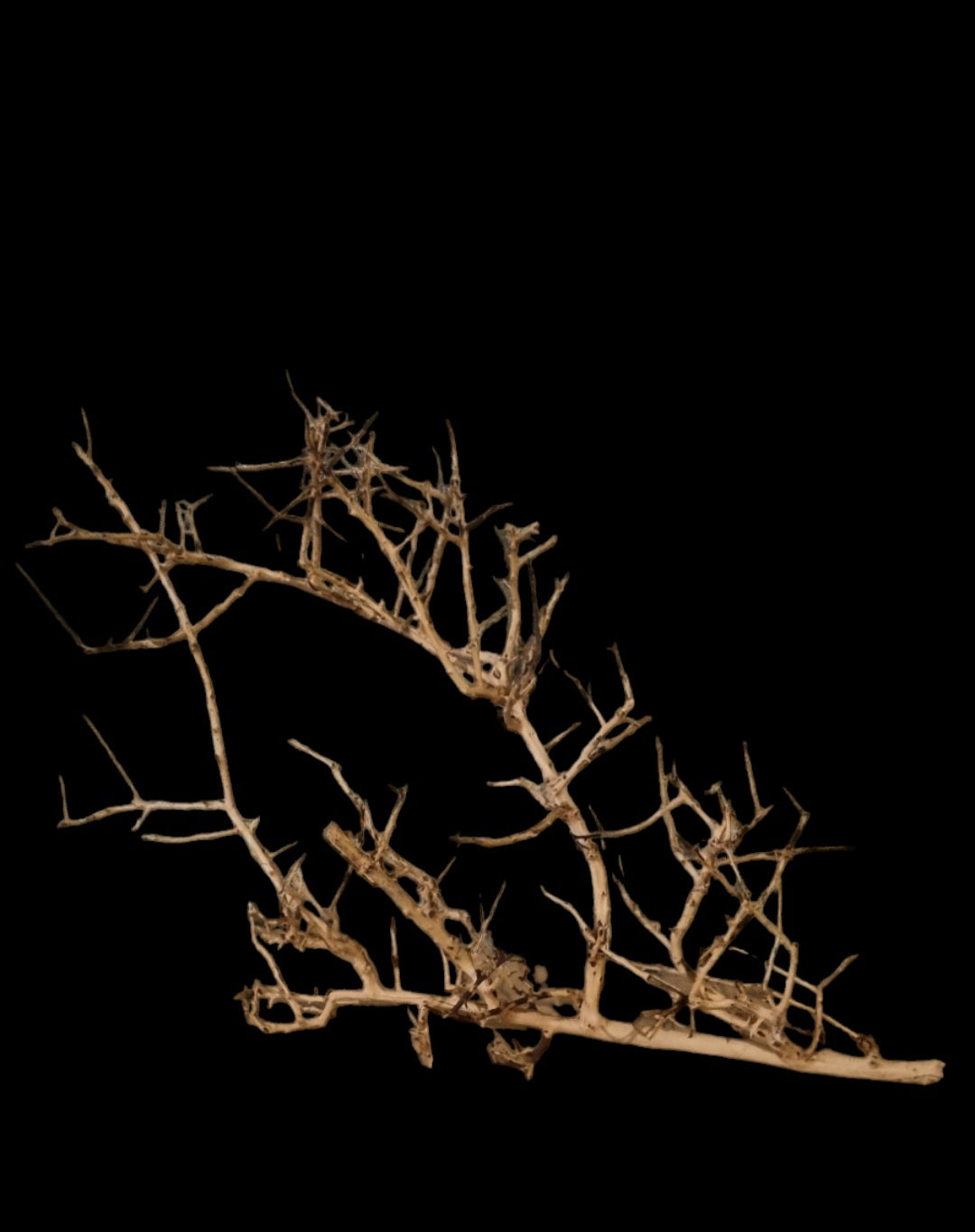 Small tree branches Nr.667