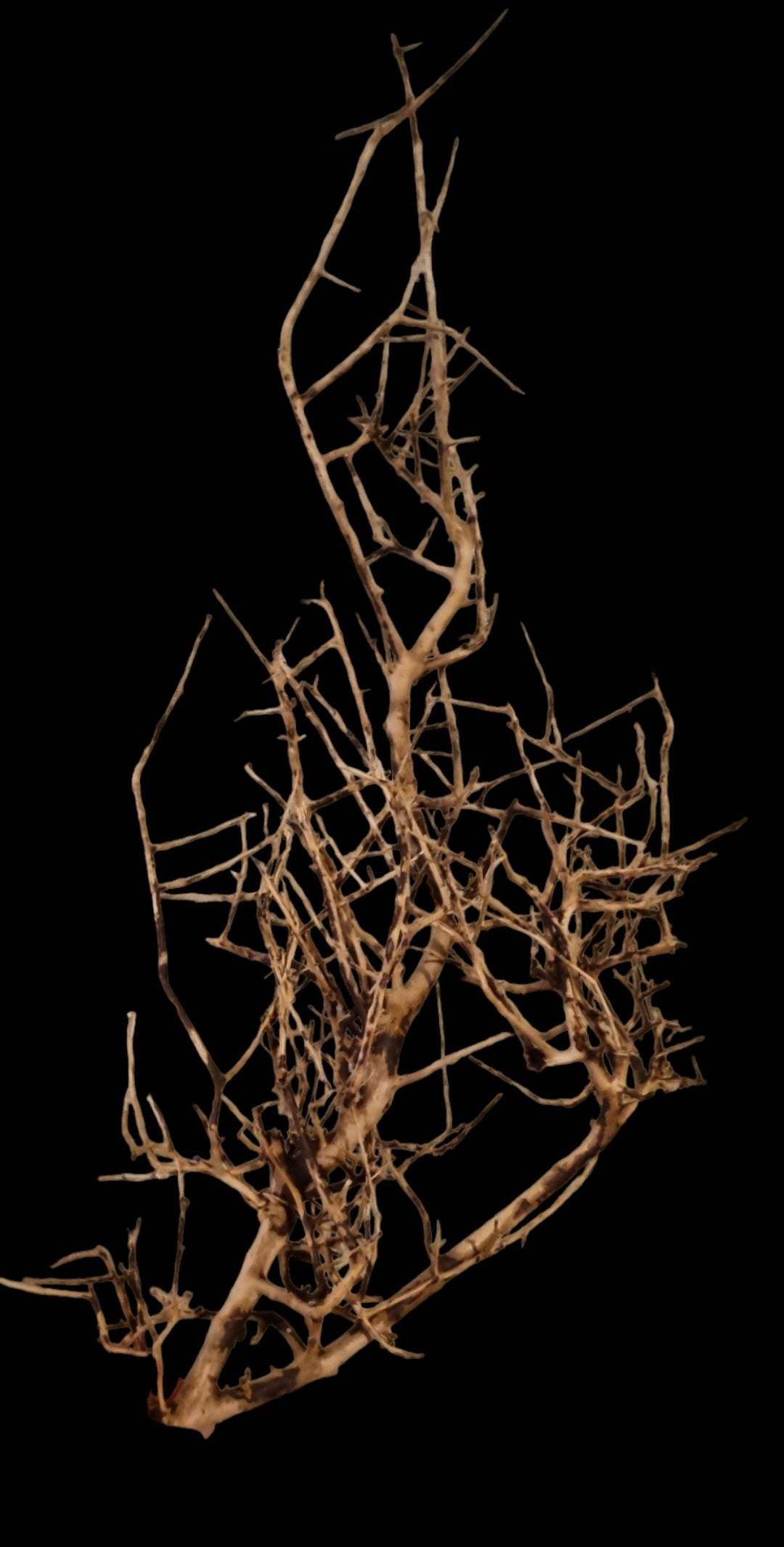 Small tree branches Nr.668