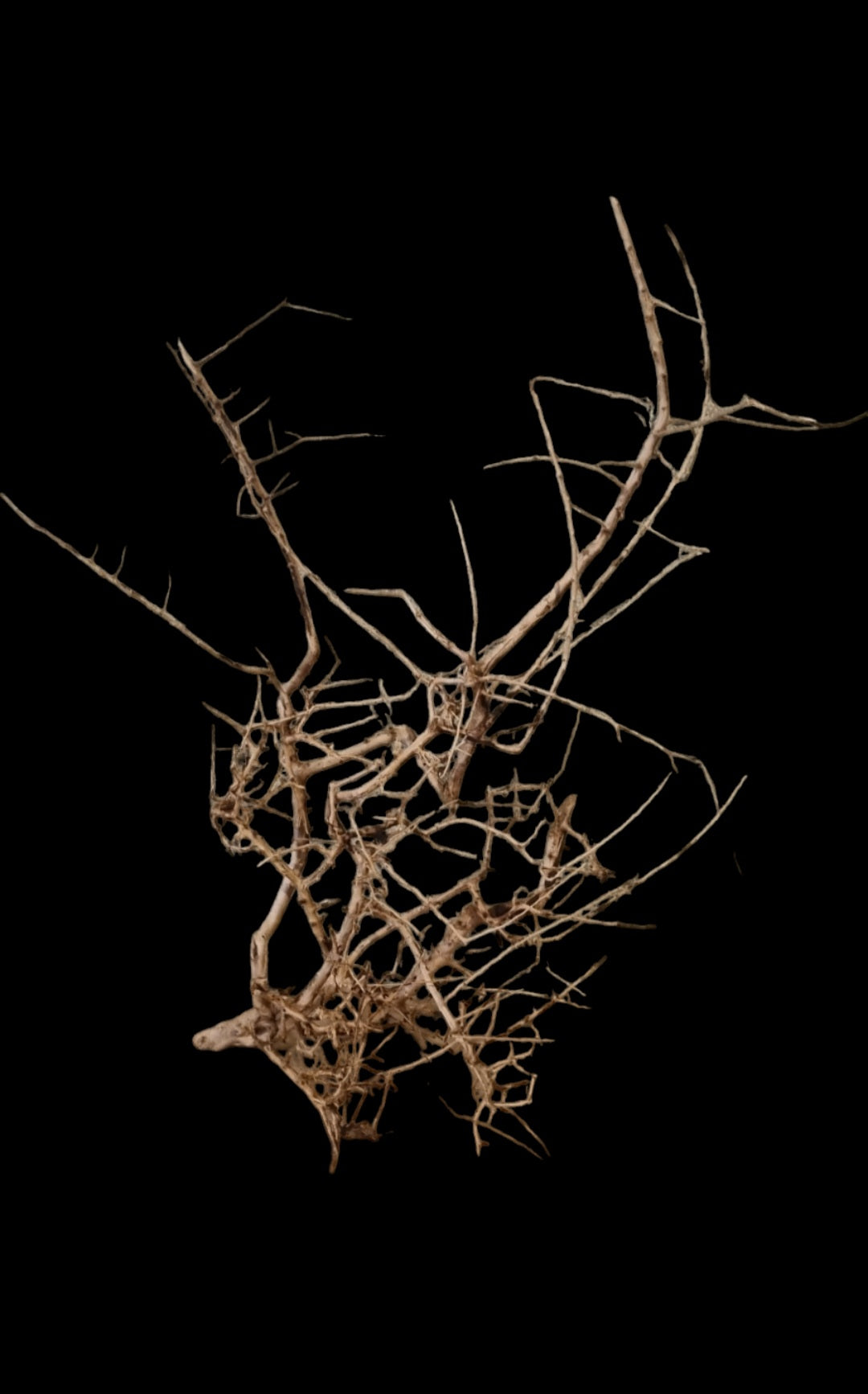 Small tree branches Nr.669