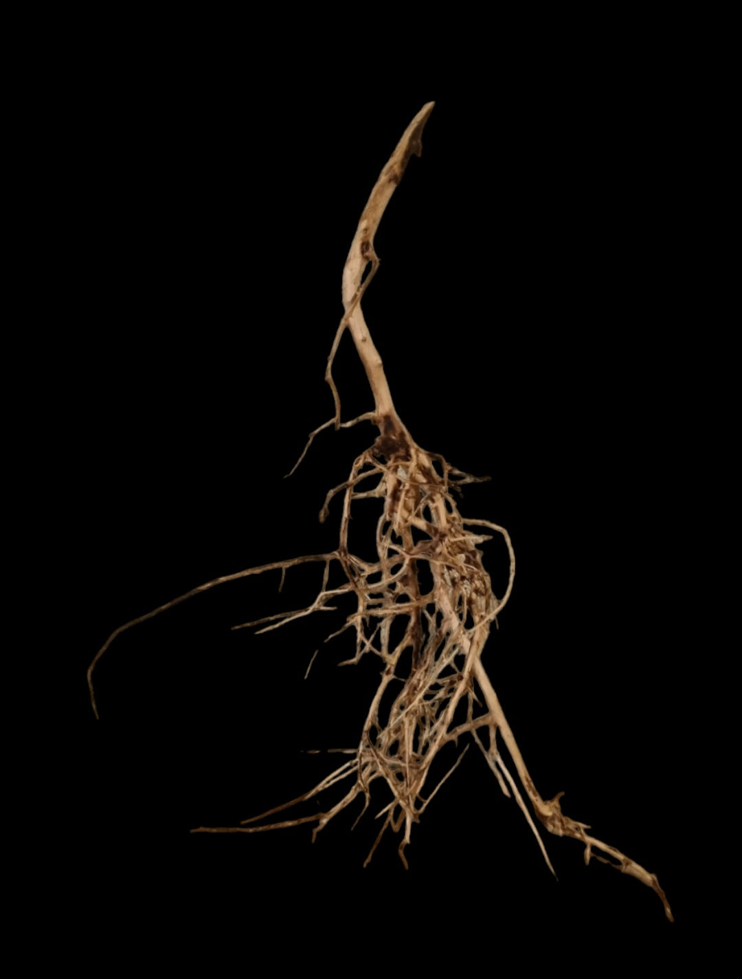 Small tree branches Nr.670