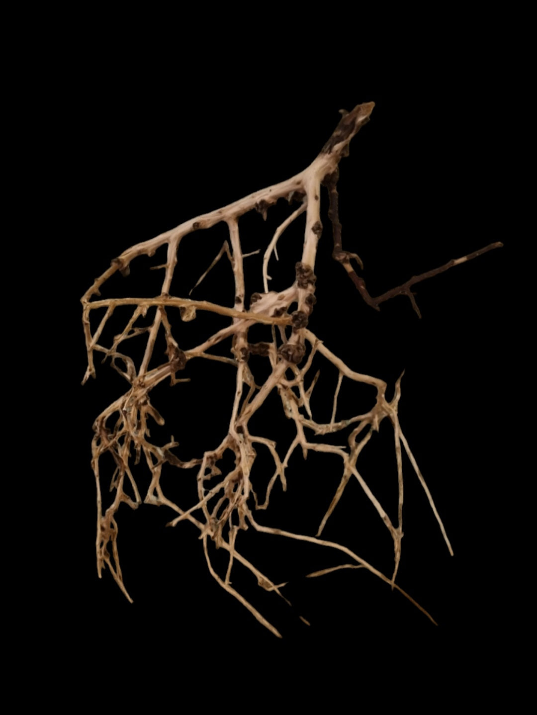 Small tree branches Nr.673