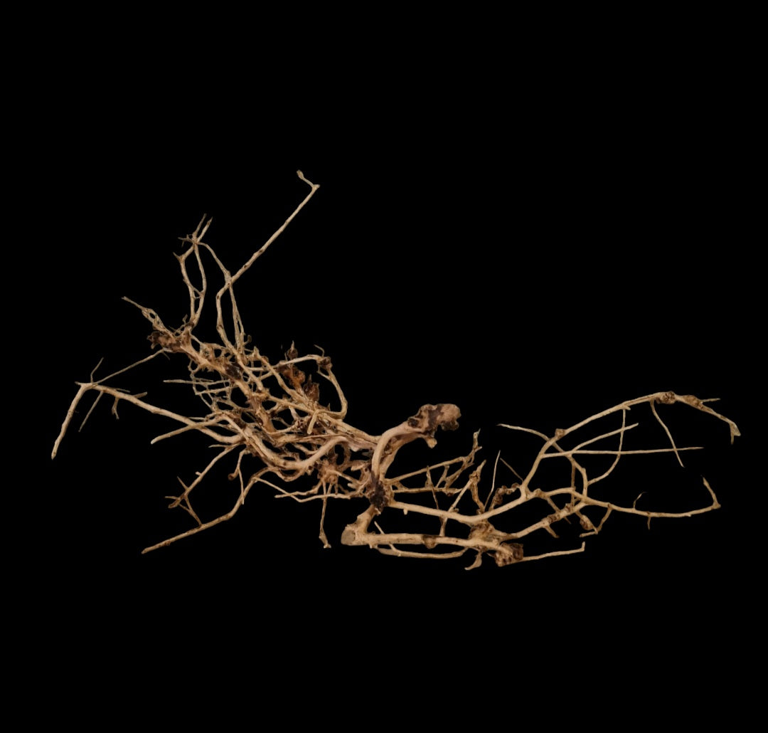 Small tree branches Nr.674