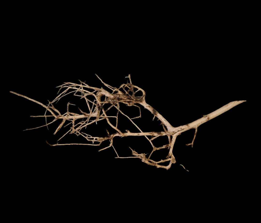 Small tree branches Nr.675