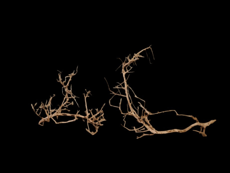 Small tree branches ( ohne Auswahl )