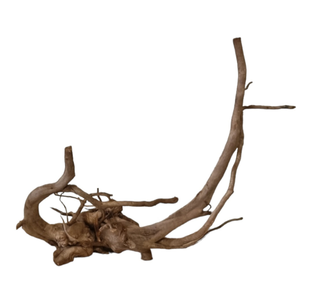 Dunkle Moorwurzel 40-55 cm Wurzel497