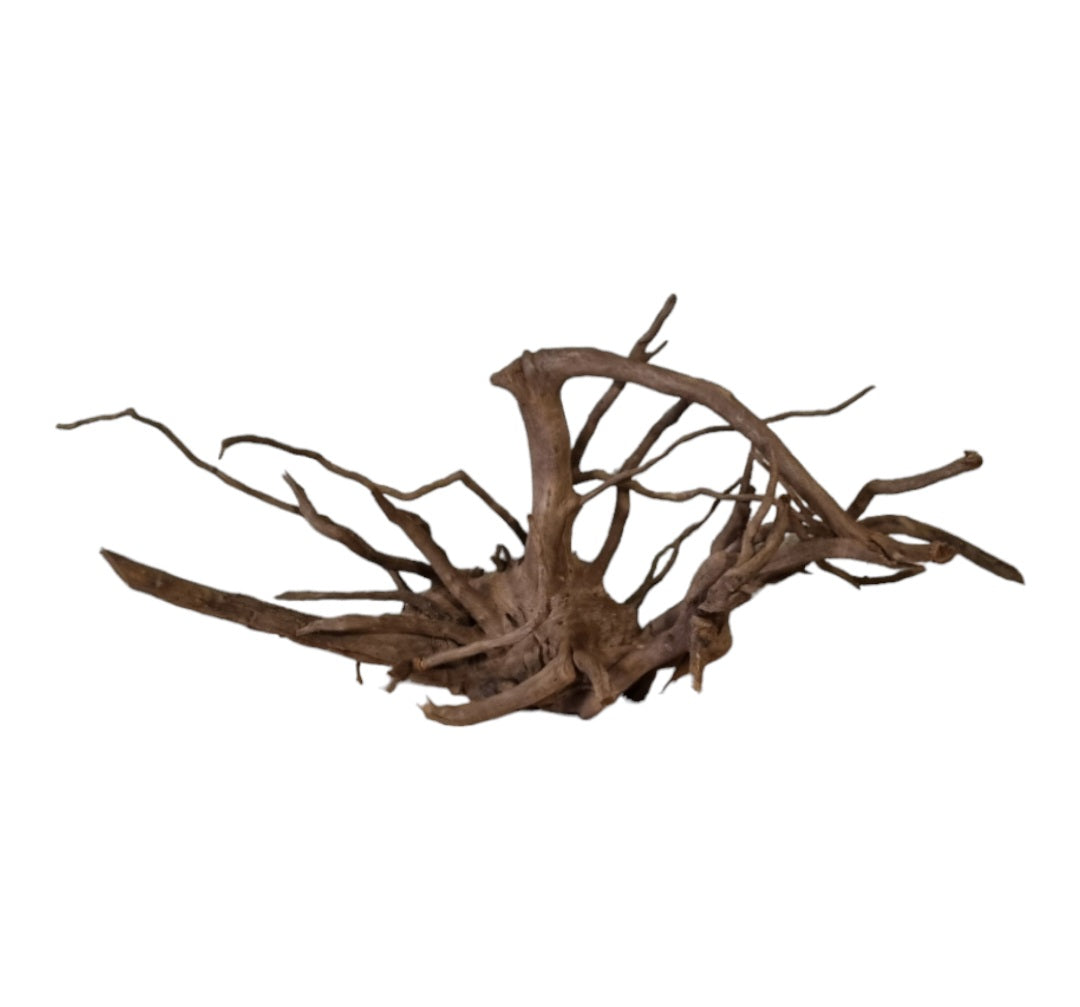 Dunkle Moorwurzel 40-55 cm Wurzel505