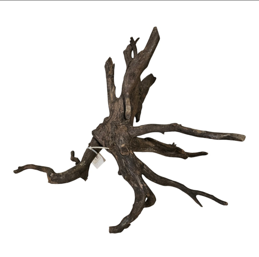 Black Root L Wurzel458