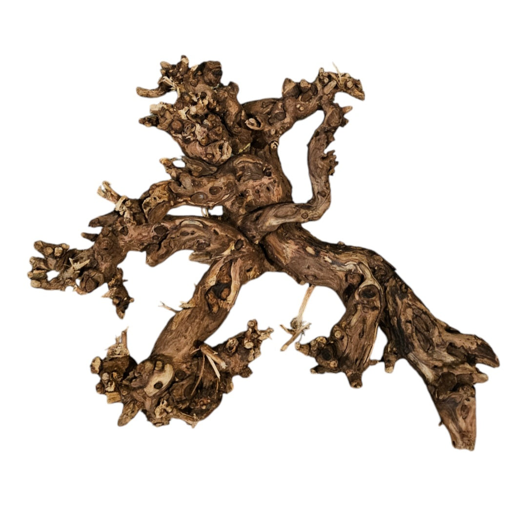 Shenmu Wurzel Nr.681