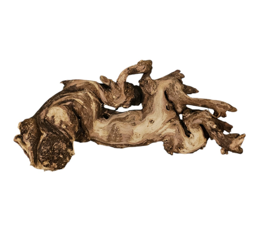 Shenmu Wurzel Nr.682