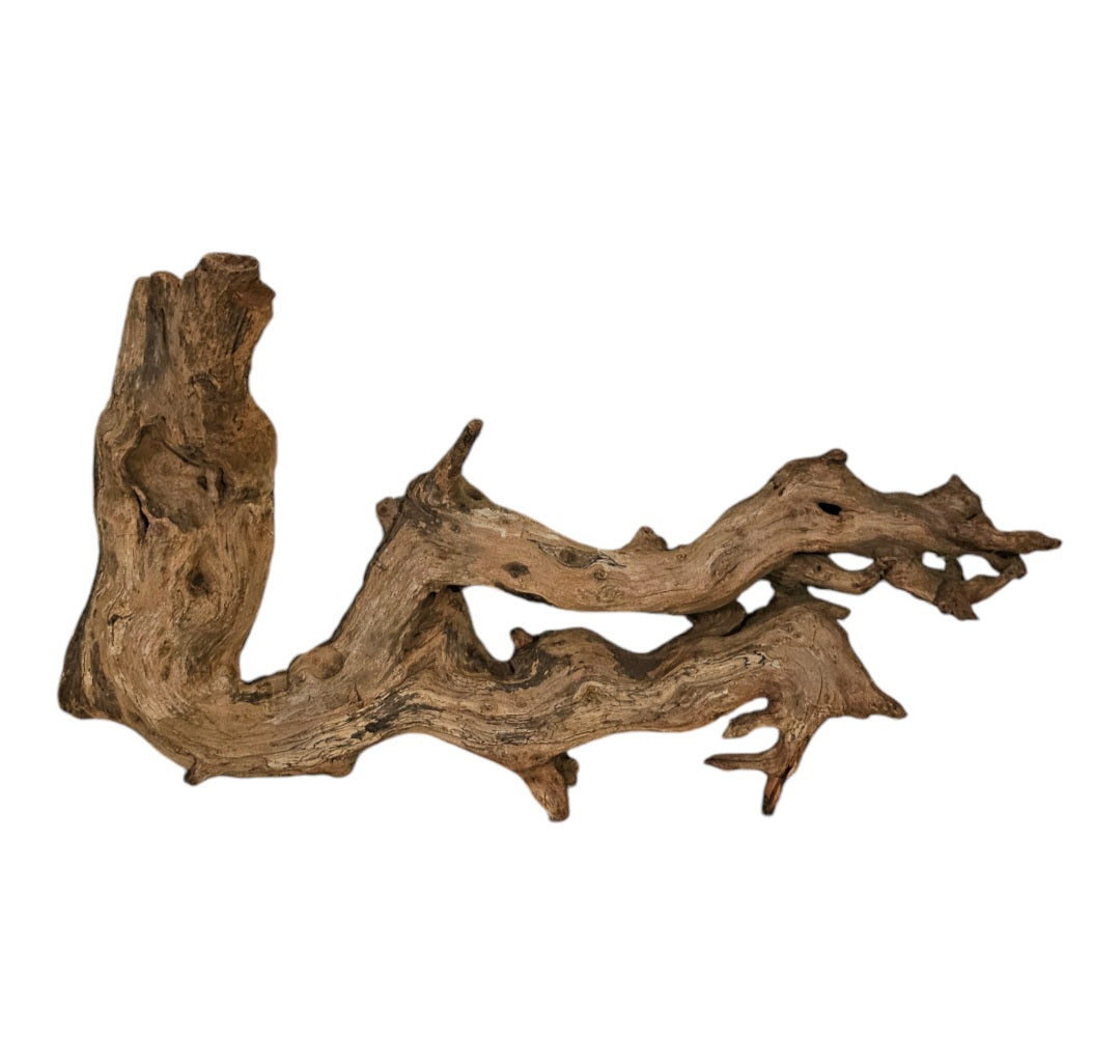 Shenmu Wurzel Nr.683