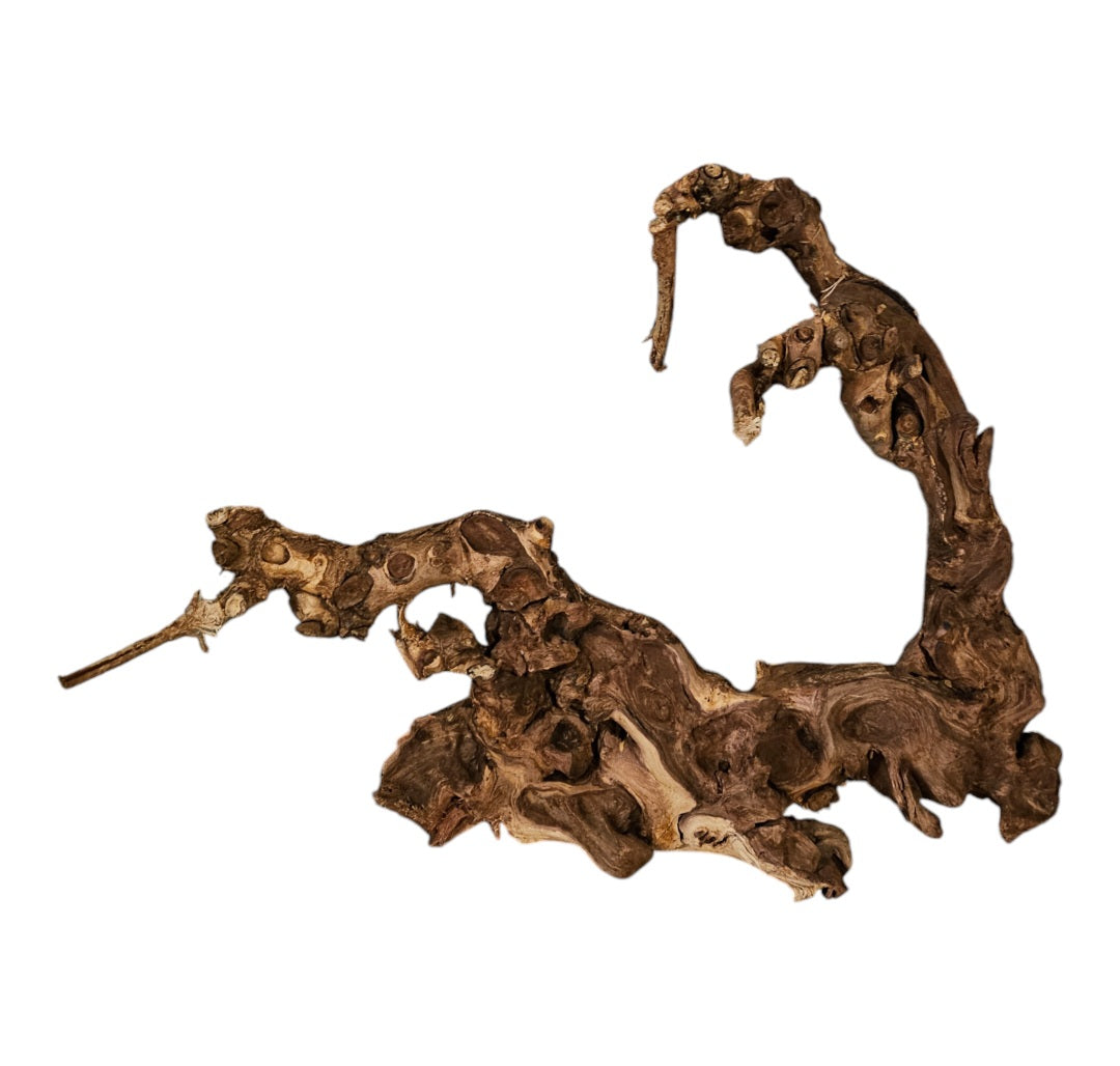 Shenmu Wurzel Nr.687