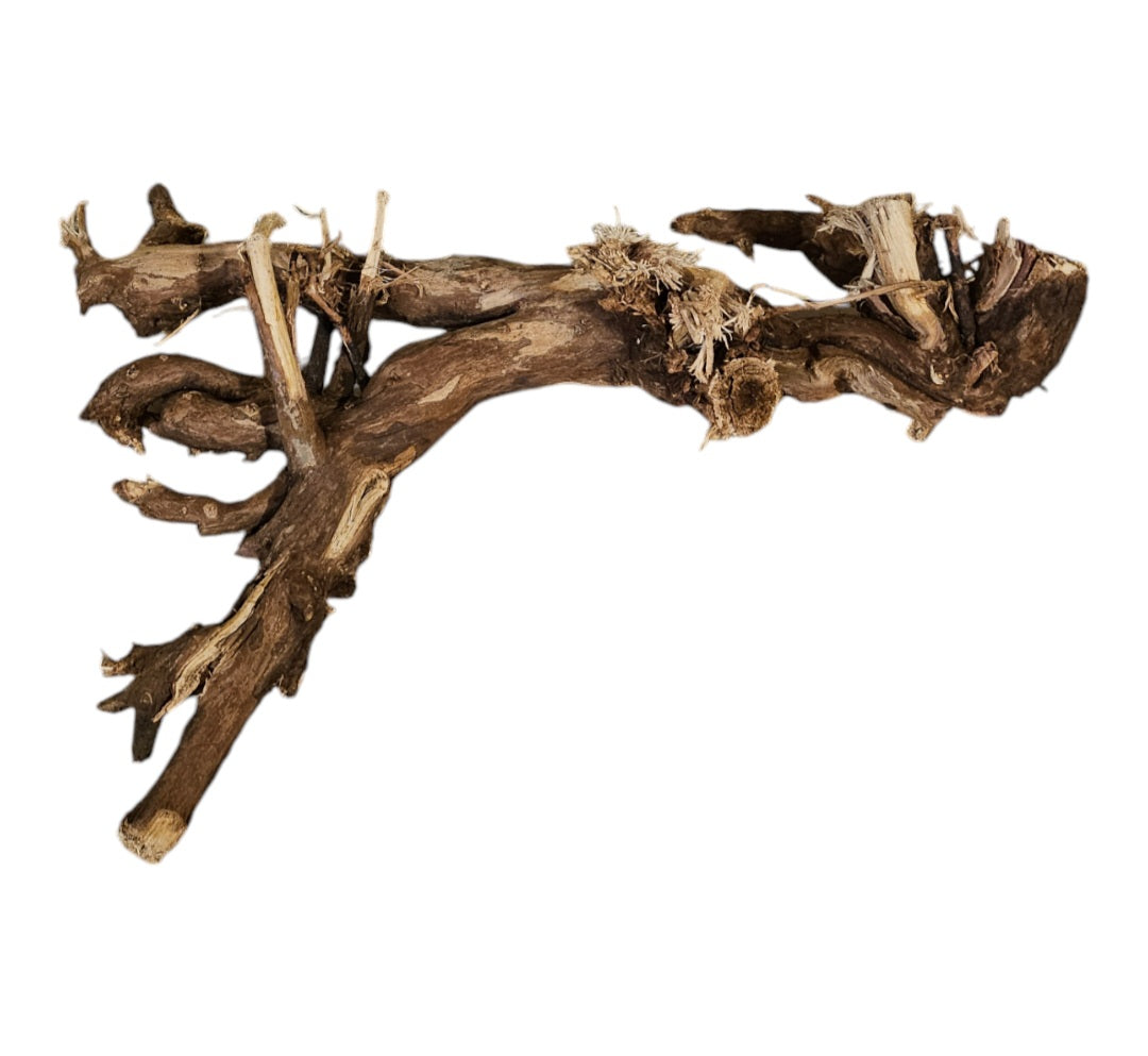 Shenmu Wurzel Nr.689