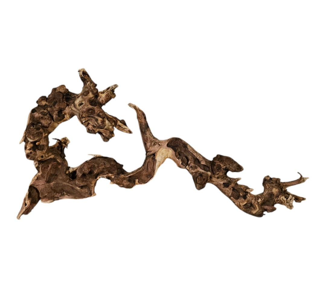 Shenmu Wurzel Nr.690