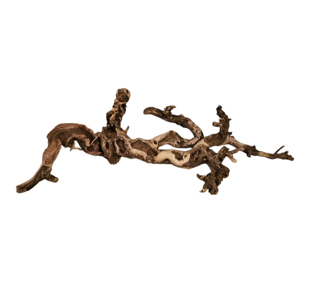 Shenmu Wurzel Nr.692