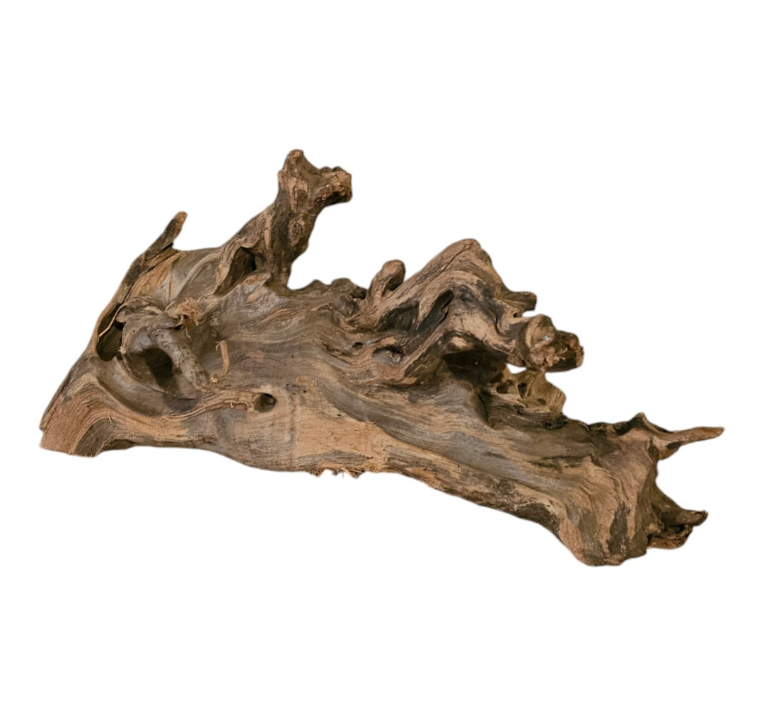 Shenmu Wurzel Nr.695