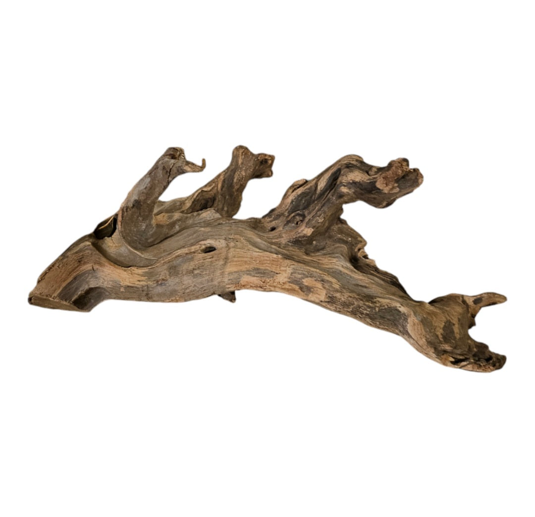 Shenmu Wurzel Nr.695