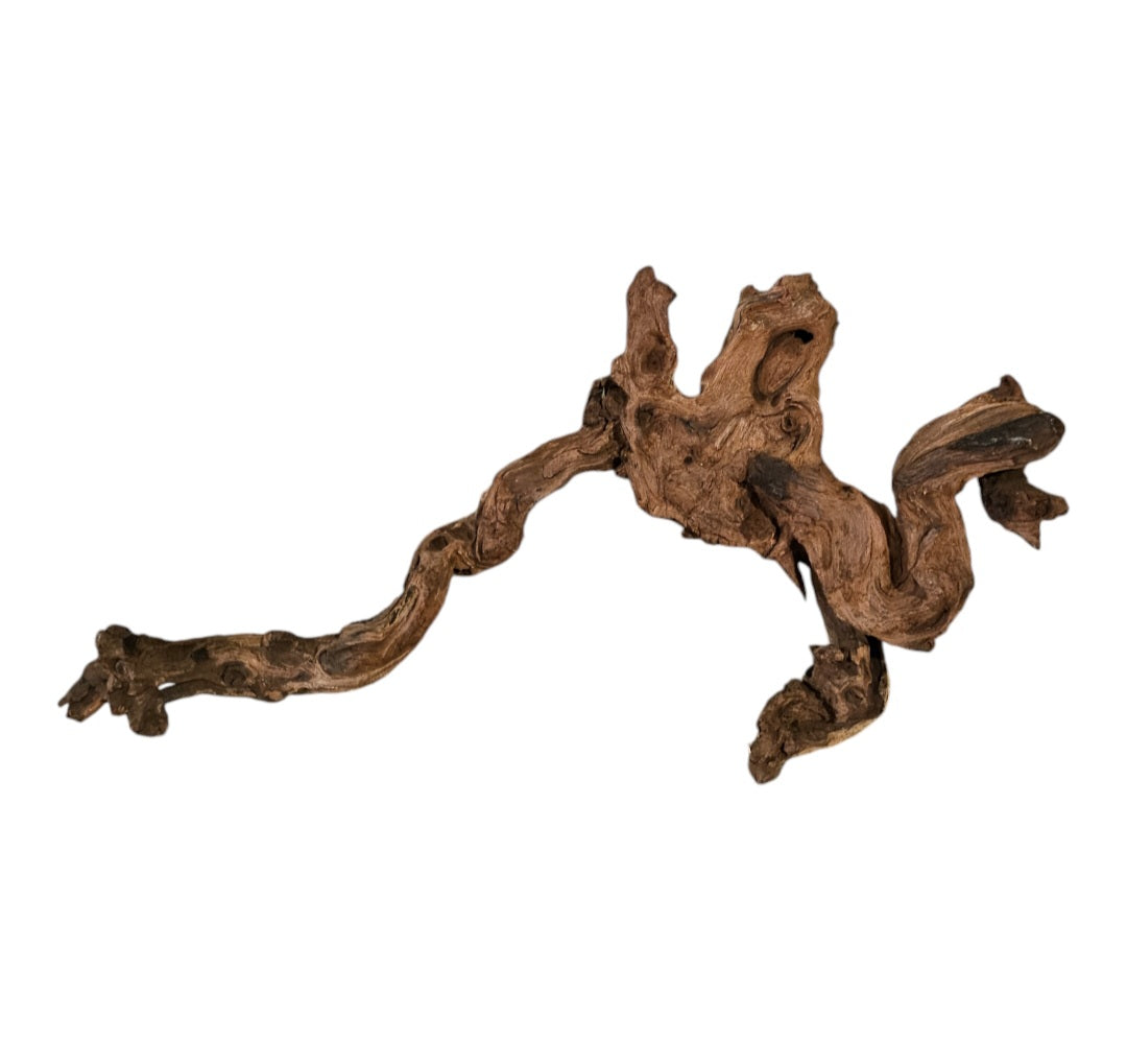 Shenmu Wurzel Nr.698