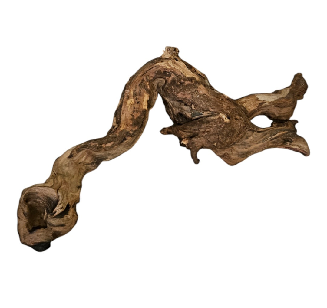 Shenmu Wurzel Nr.699