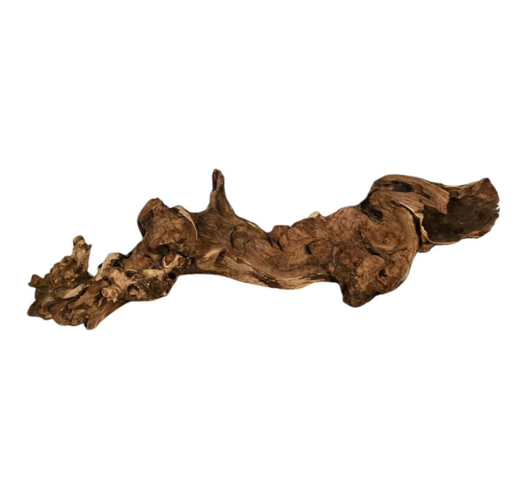 Shenmu Wurzel Nr.709